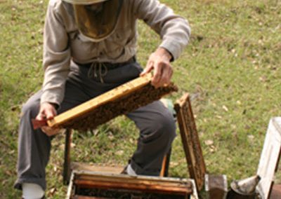 collecting honey combs