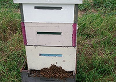 bee hive stack