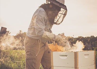 Beekeeper working with hives